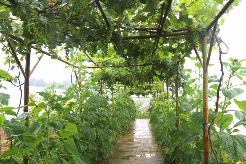 老年人腹壁切口疝用腹带效果如何,腹壁疝术后睡觉要绑腹带吗