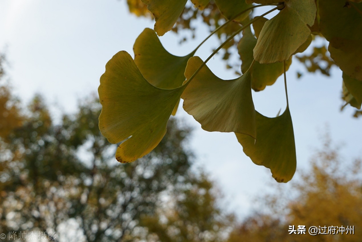 北京最大的森林公园大兴,北京最大环城公园