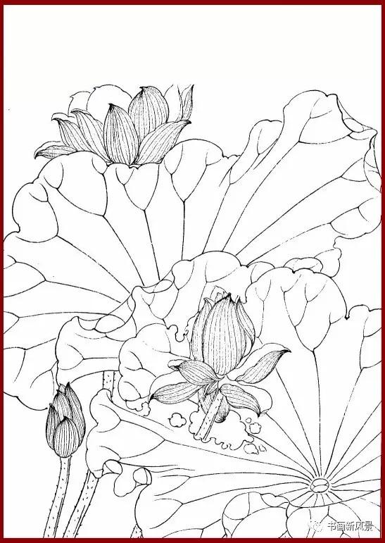 工笔白描简单荷花视频教程,工笔荷花的各种形态白描稿