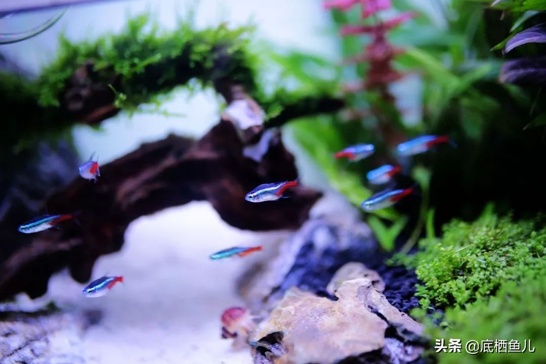 树脂材质的假山怎么样,树脂做假山造型视频