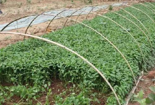 日光温室辣椒怎么做,10秒教会你如何种出高产的好辣椒