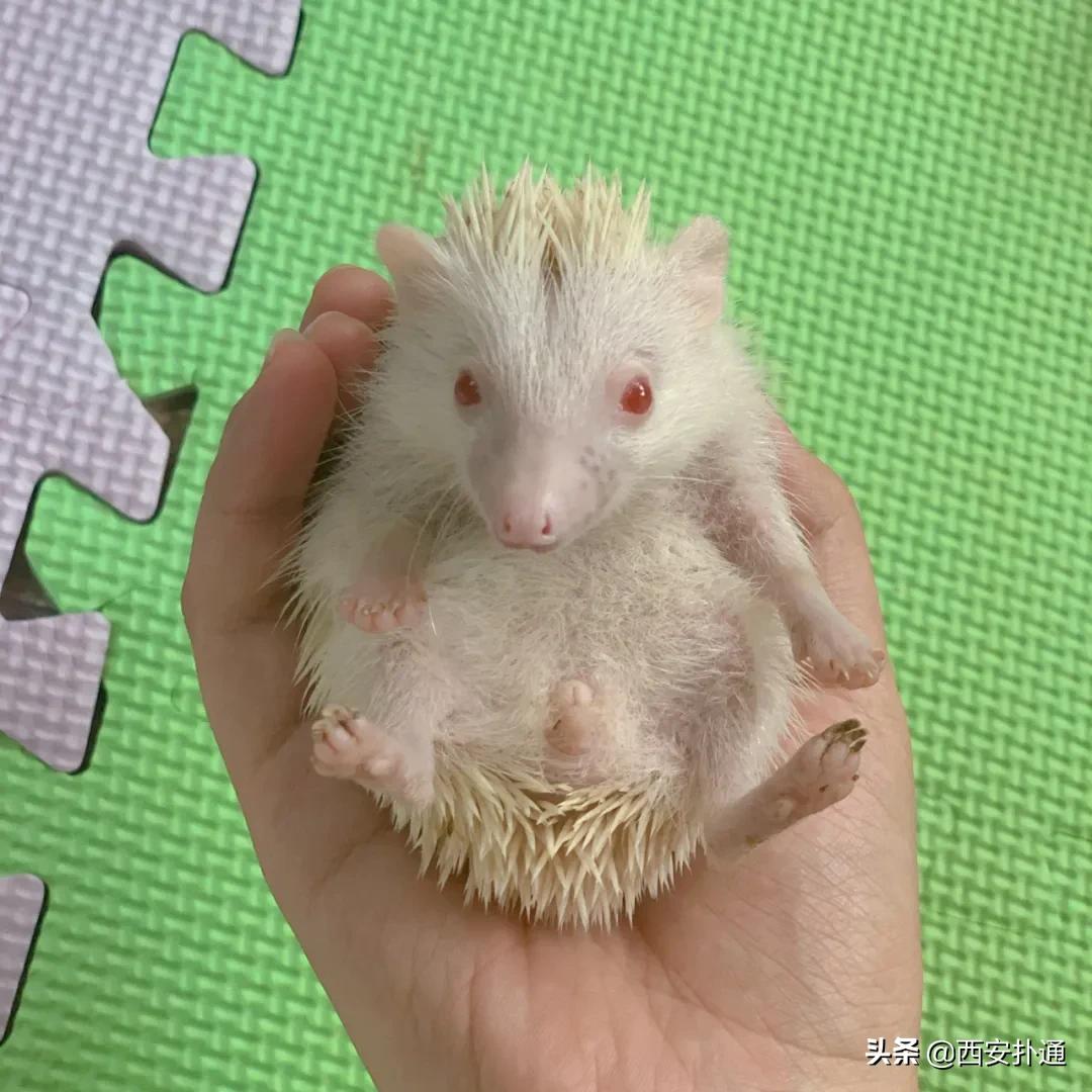 西安撸兔店,西安撸兔体验馆团购