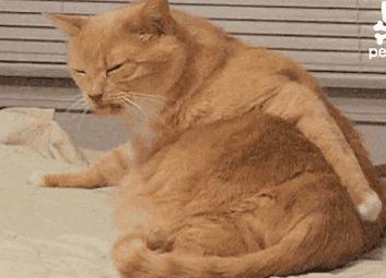 刮痧排毒的作用与功效,刮痧清热除湿的方法是什么