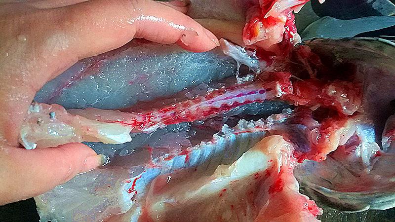 正宗广东清蒸石斑鱼的做法视频,粤菜清蒸石斑鱼家常菜