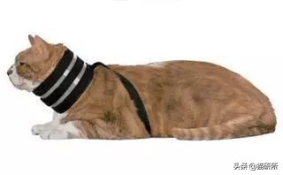 伊丽莎白圈猫咪,伊丽莎白圈有危险吗