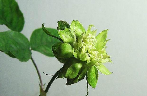 绿色花苞的花是什么花,常见的绿花