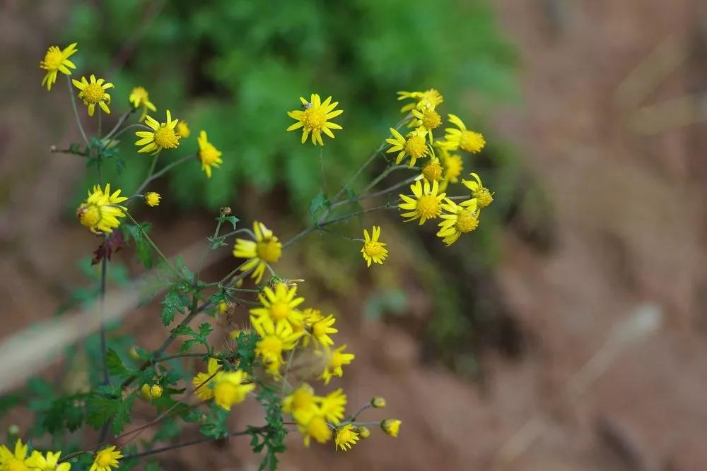 冬天常见中药植物图片及功效,花期长的草本植物图片