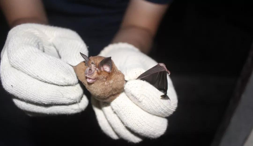 野味给我们带来的危害,野味对我们的危害的例子