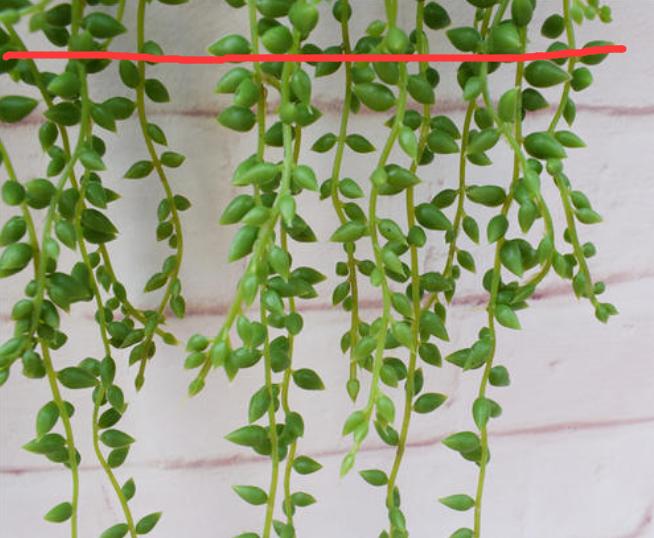 多肉佛珠长藤,多肉佛珠吊兰抗寒吗