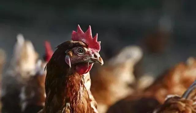 什么时间喂鱼肝油合适,鱼肝油什么时候喂鸡好