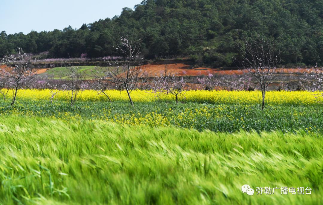 三月弥勒什么地方可以赏花,弥勒3月赏花攻略