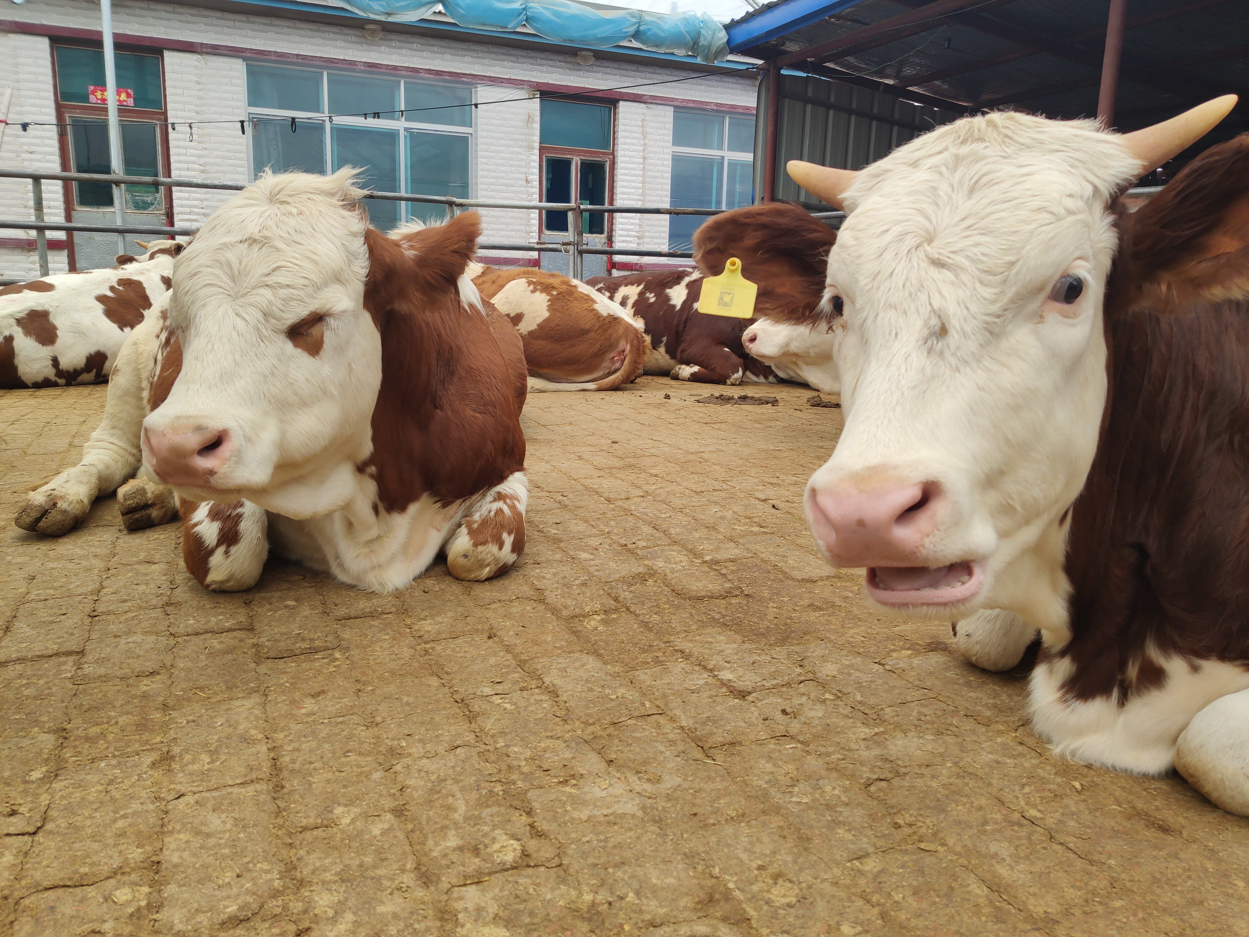 夏天牛热应激视频,牛热应激综合征怎么处理