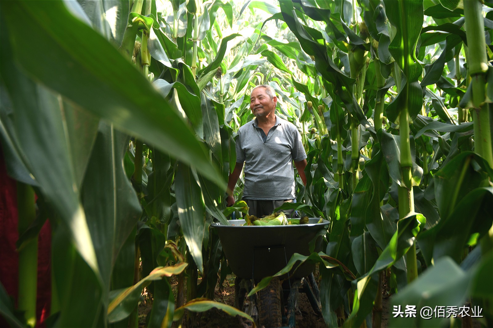 50亩田种萝卜一年多少成本,沙地种萝卜1亩赚多少钱
