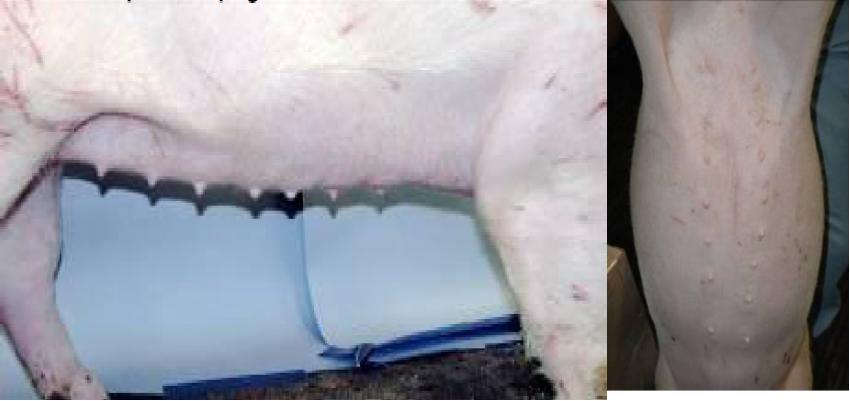 想养猪买不到小猪咋办,母猪养猪技巧和方法最新