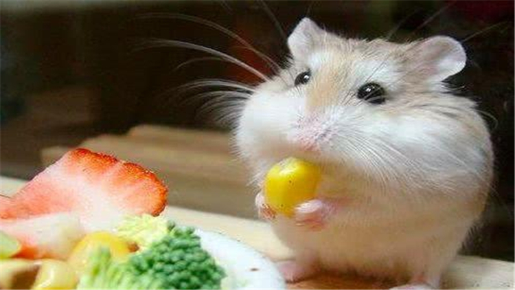 仓鼠伪冬眠用吹风机吹结果没有用,仓鼠伪冬眠醒了以后怎么办