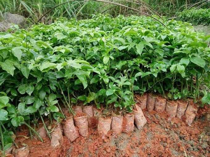 香蜜百香果栽培技术,百香果的栽培技术和管理