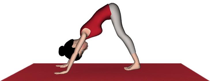 下犬式属于什么瑜伽,下犬式瑜伽调整什么