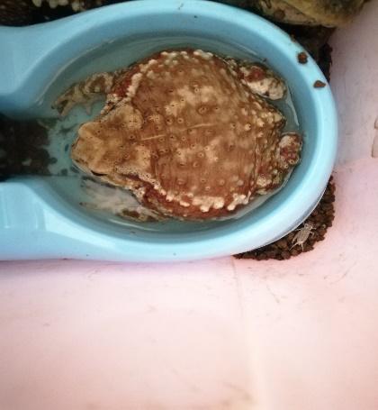 中华蟾蜍的快乐饲养法——养蛤心得分享|肆养来稿