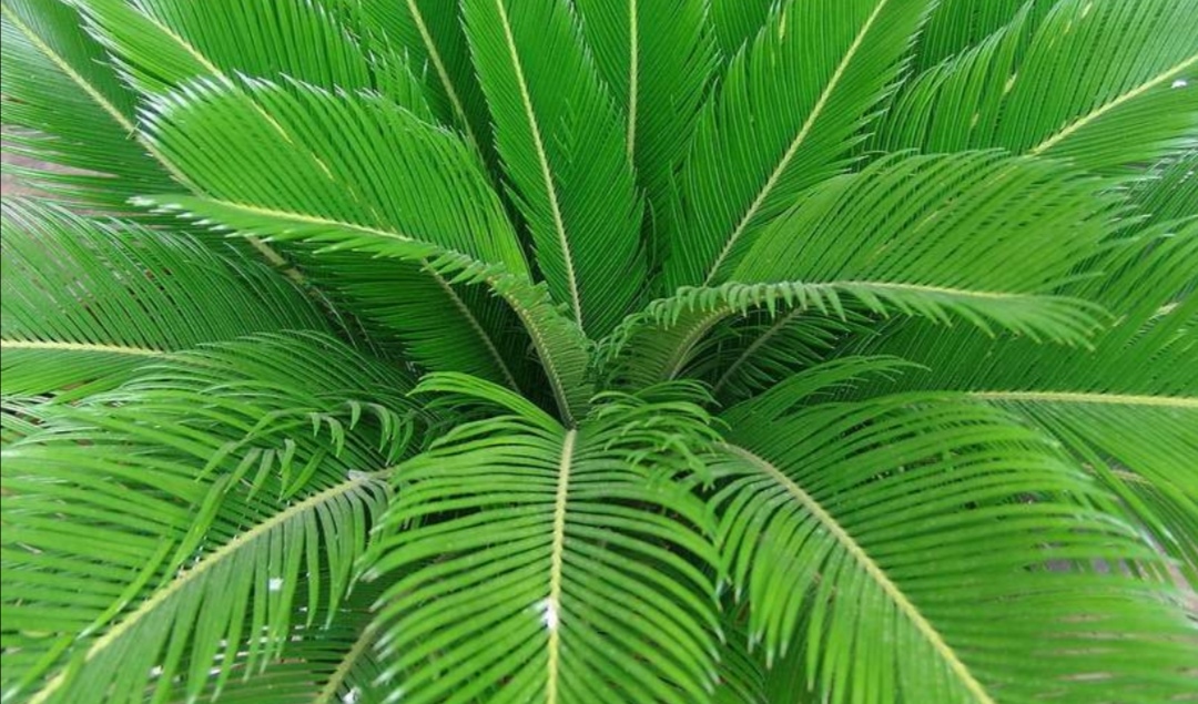 苏铁盆栽养殖方法和技术,苏铁树盆栽养殖方法