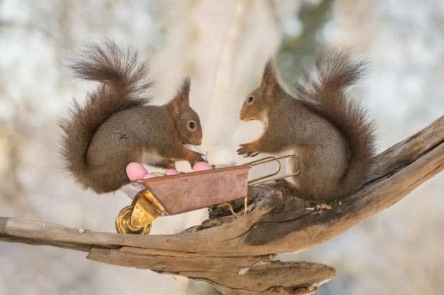 被松鼠咬了需要打狂犬病疫苗吗，这些冤枉钱可别花了
