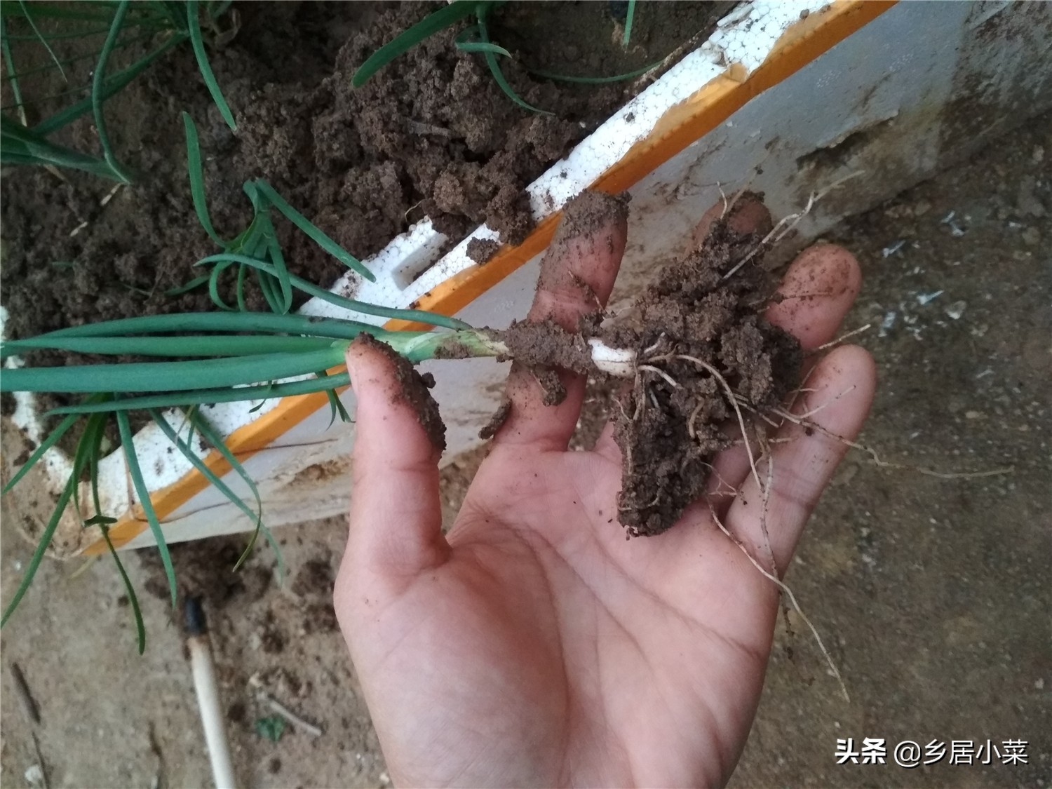 小香葱和葱苗的区别,小香葱幼苗多久才能长得粗壮