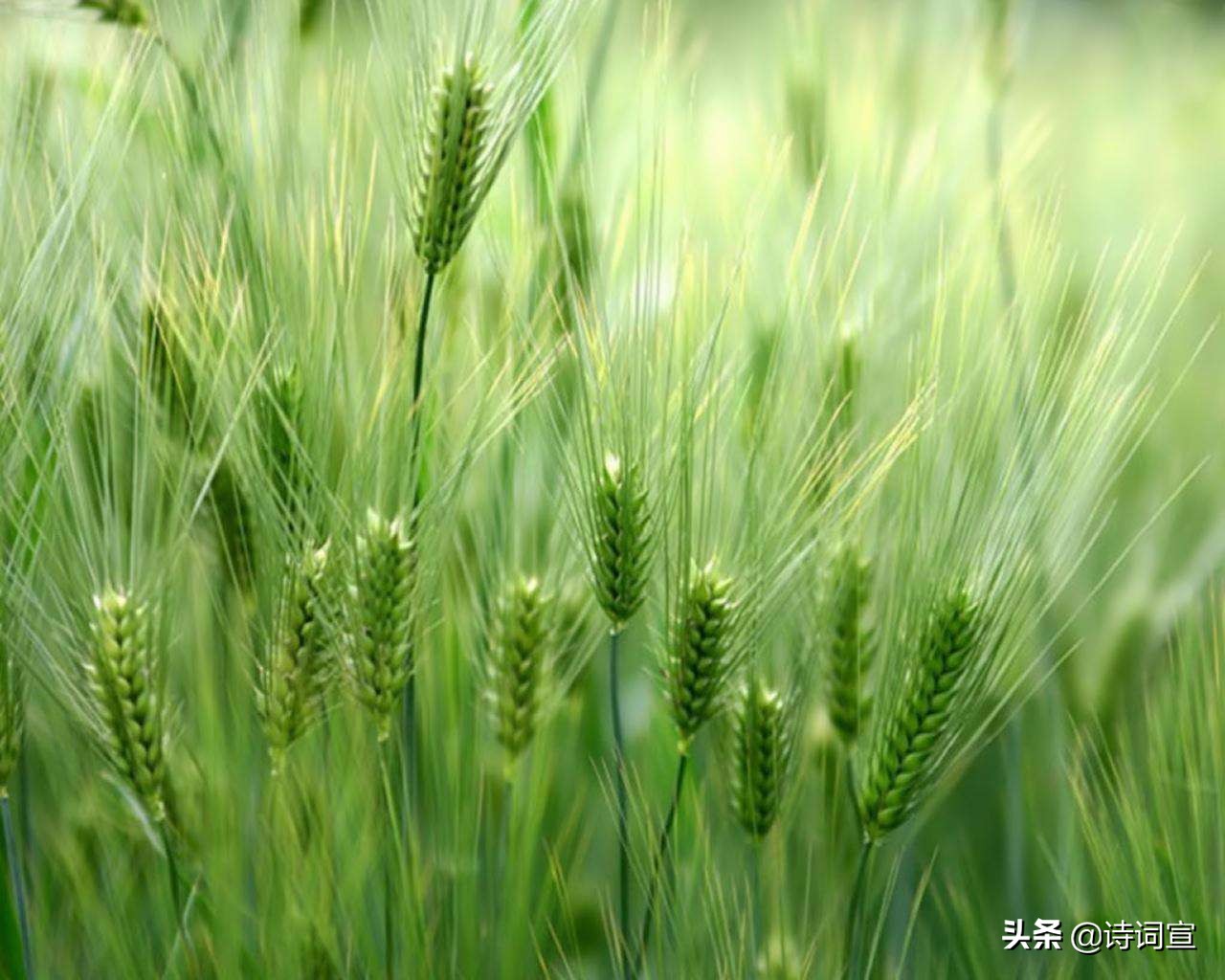 小满的诗句唯美短句,人生最好是小满的诗词