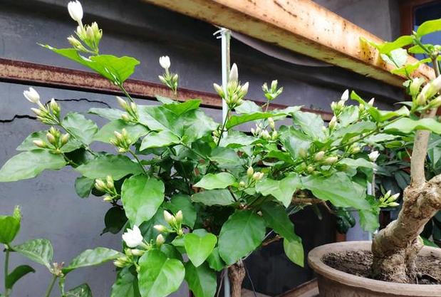 茉莉盆栽收到后怎么处理,盆栽茉莉花枯萎怎么救治