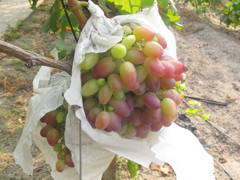 葡萄药害的原因和防治,葡萄药害的缓解和补救措施