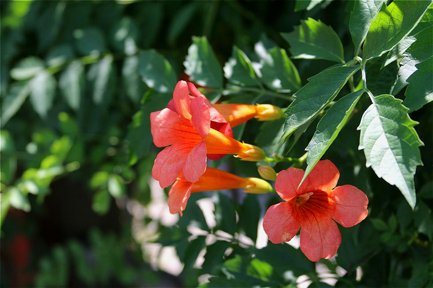 爬藤植物选择有很多,这些有特色的爬藤植物,看看哪些适合你家