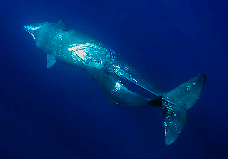 鲸是如何吃奶的,鲸鱼怎么哺乳的动画