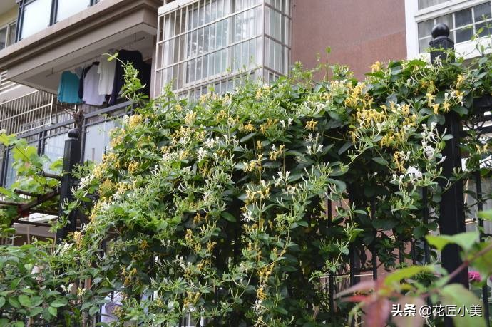 爬藤植物100种,5种爬藤花适合在院子里种植