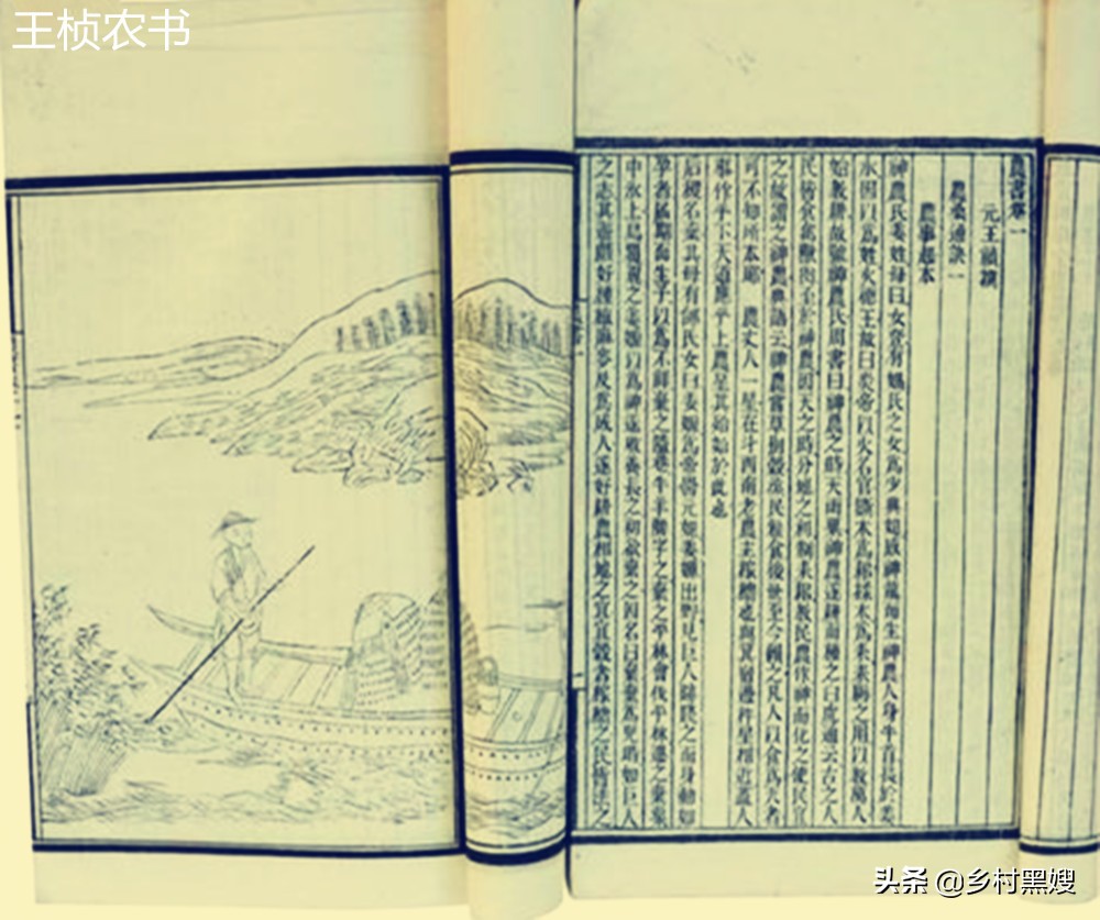 葱的尴尬命运,不被重视又不可或缺,一口气搞懂葱的前世今生