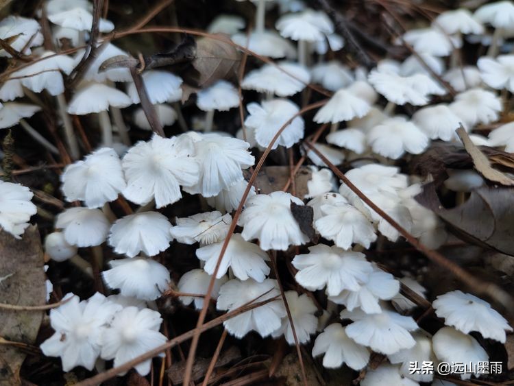 徒步寻访滇西大马路、走“九关十八铺”系列活动之四：回蹬关