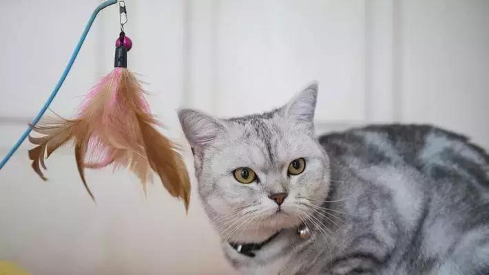 从学猫叫到猫爪杯，千亿级萌宠市场，下一个风口离你有多近？