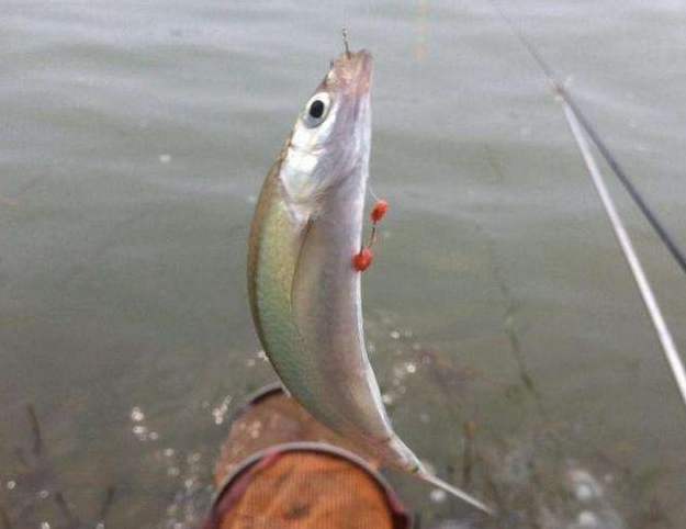 刷白条的正确方法和技巧,在线下刷白条有什么影响