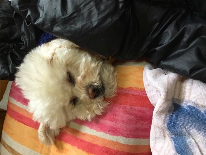 狗狗真的很容易生病吗,狗狗细小已经好了几大症状