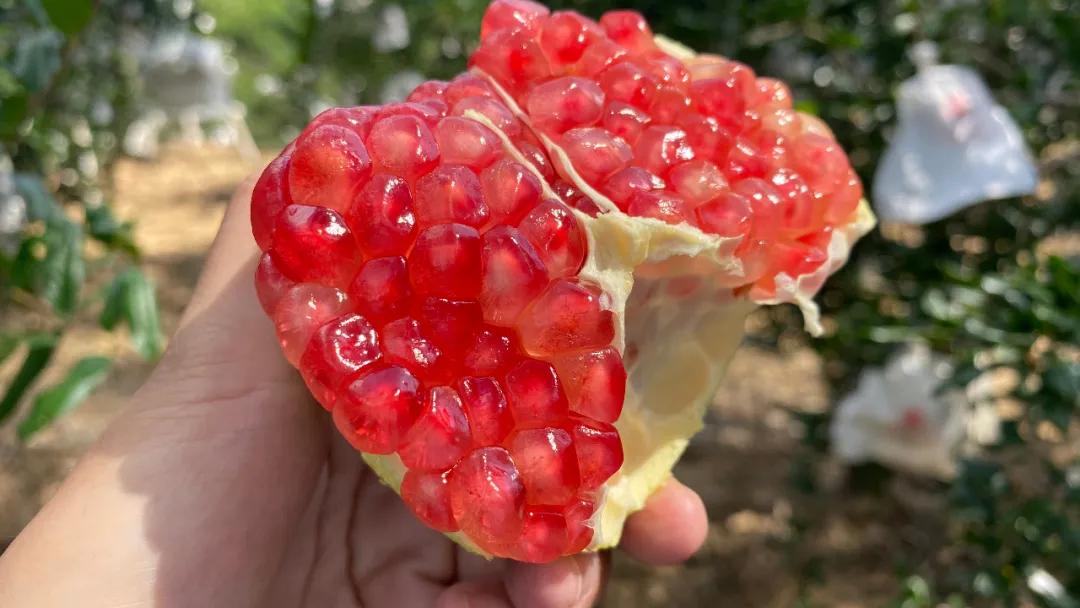 好吃不吐籽的突尼斯软籽石榴来了,被誉为可以吃的雅诗兰黛软籽石榴