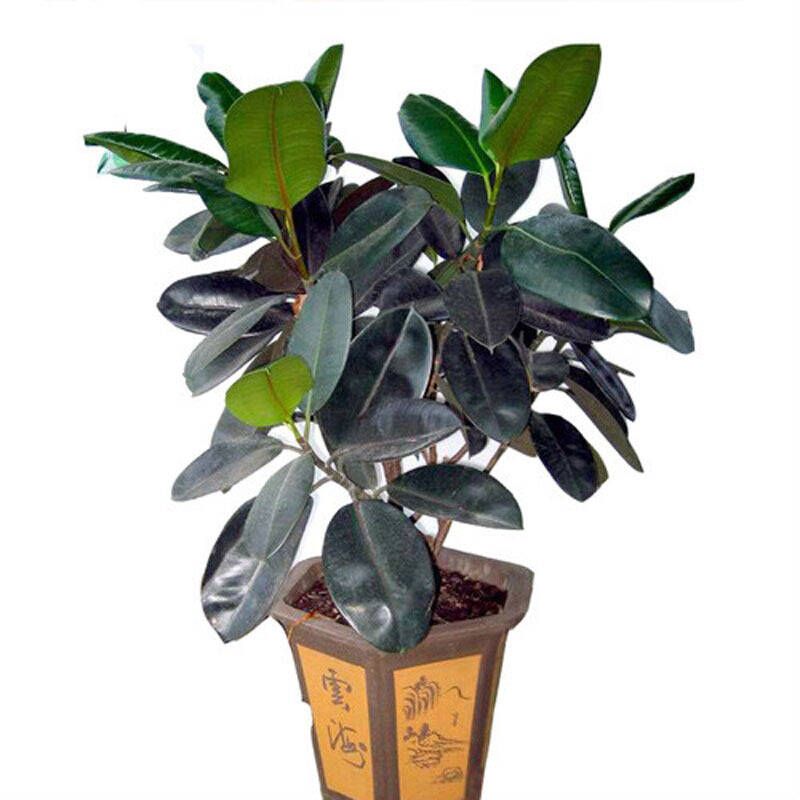 容易养活的除甲醛植物,家里最好的除甲醛的植物大型绿植