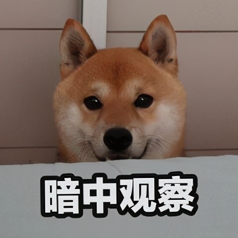 狗狗能感觉到孕妇怀孕了吗,狗狗能感受主人怀孕吗