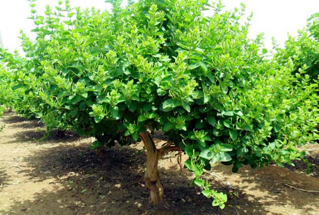 金银花从种植到卖掉的流程,金银花从种植到烘干