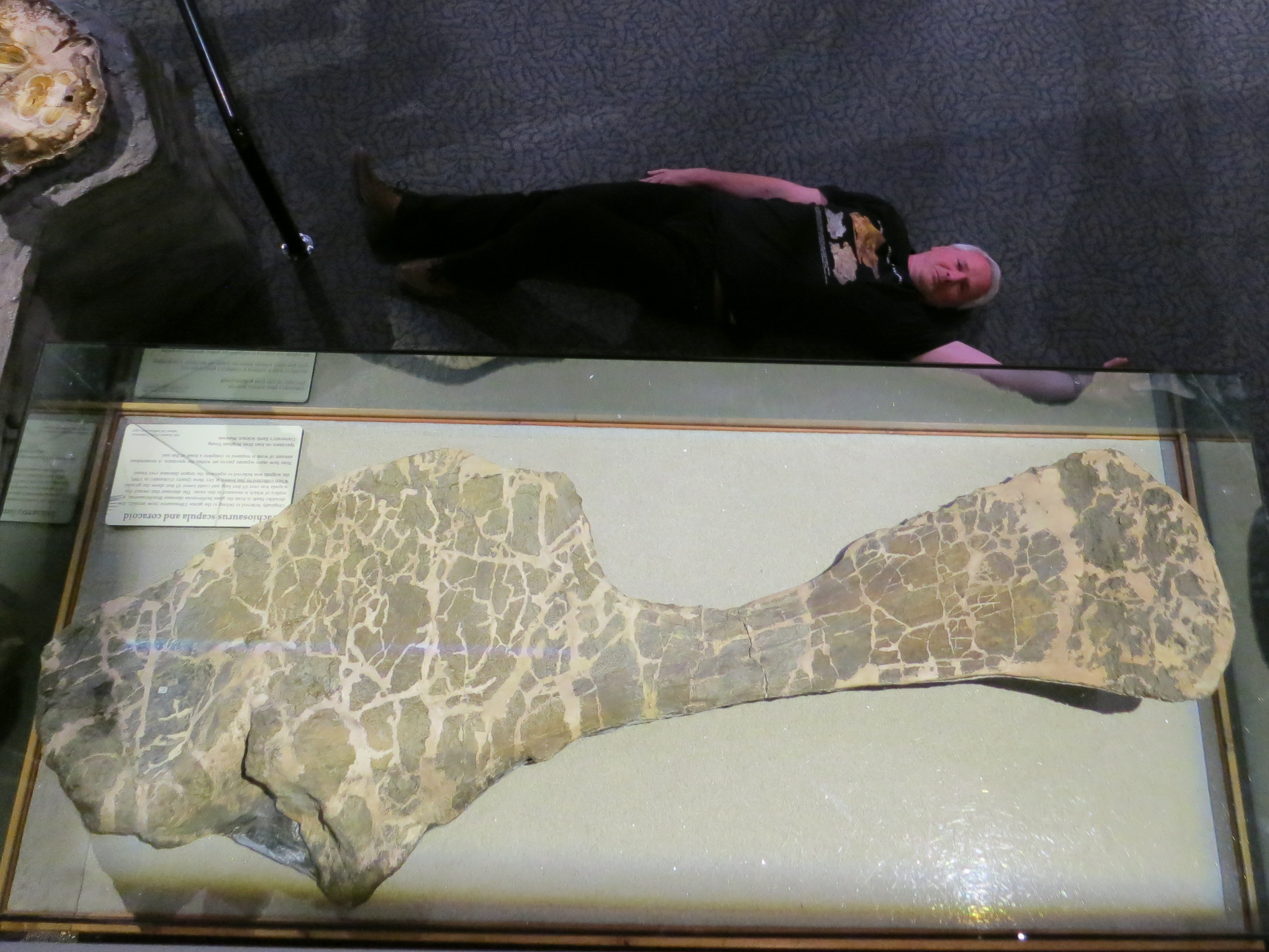 暴龙类恐龙体型排行,暴龙是世界上最厉害的恐龙吗