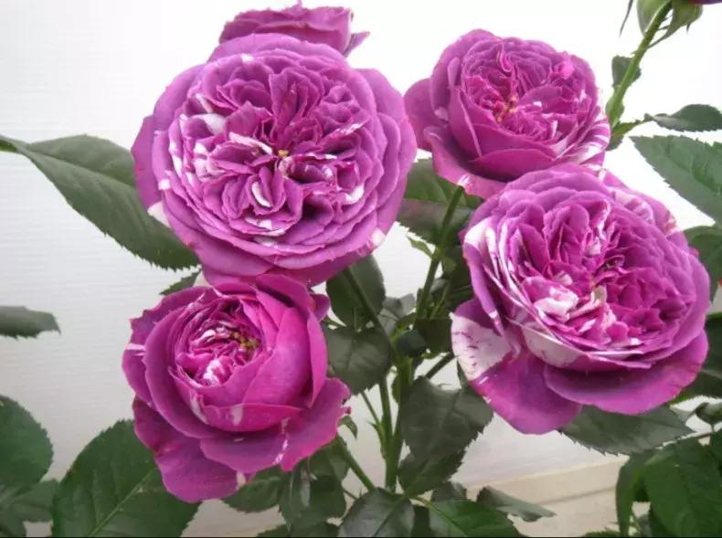 20种必买月季品种图片,网购月季有哪些品种好活