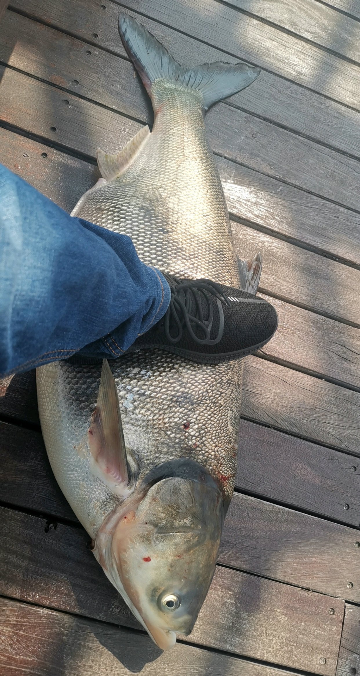 楸肩帇琚挀楸奸珮鎵嬮挀涓婃潵,楸肩帇琚汉閽撹蛋鍚庣画