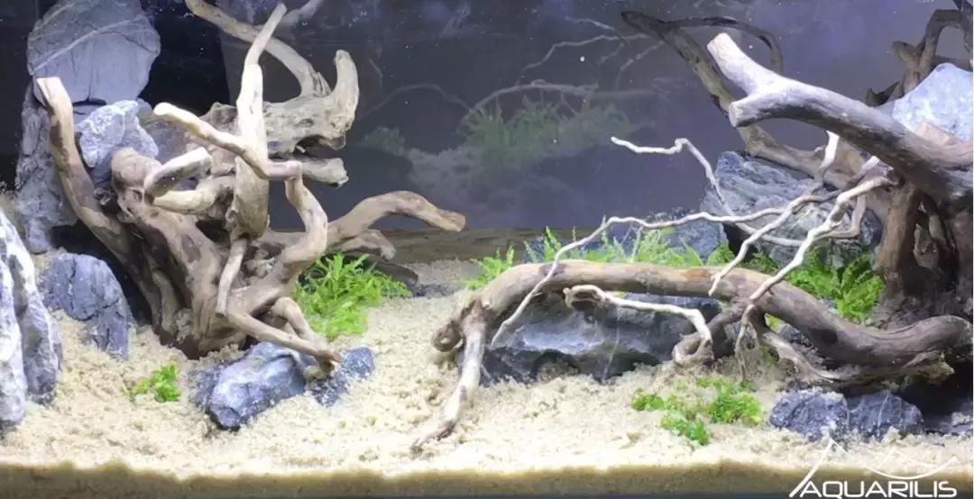 草缸造景教程：这个缸居然能装下一头“犀牛”？