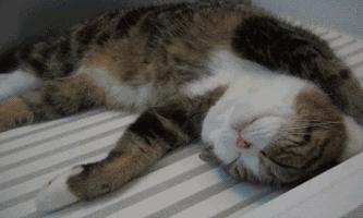 小米有品温控空气床垫,小米床垫去哪里可以体验