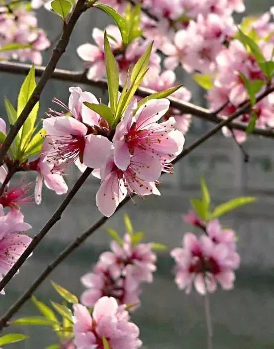 看到花的时候,不知是什么花?那就收下这份百花图谱