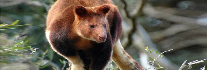 悉尼塔龙加动物园游玩攻略,悉尼塔龙嘉动物园游记