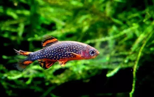 灯鱼草缸造景教程,草缸造景养什么鱼