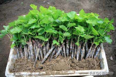 种一棵葡萄有多少果子,种一棵葡萄需要多少土