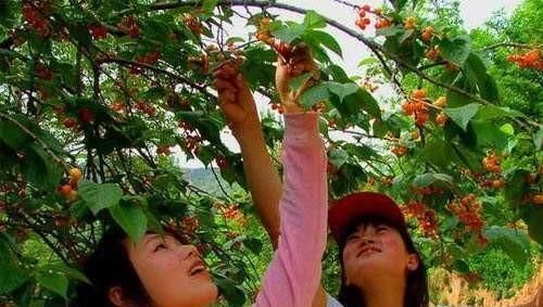 现在种植什么最好最赚钱,目前农村养什么种植什么最赚钱